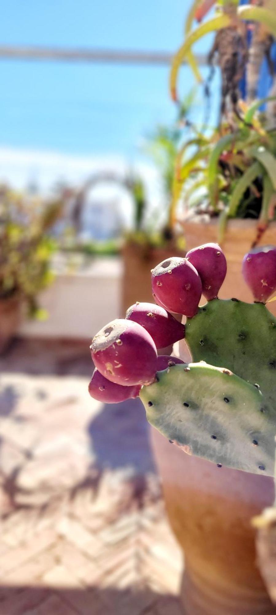Riad Ocean Medina Essaouira Ngoại thất bức ảnh